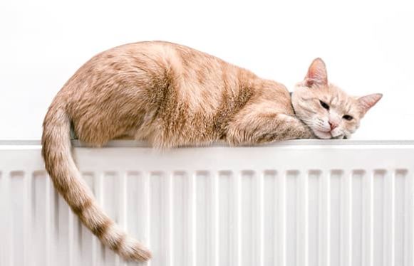 cat on radiator